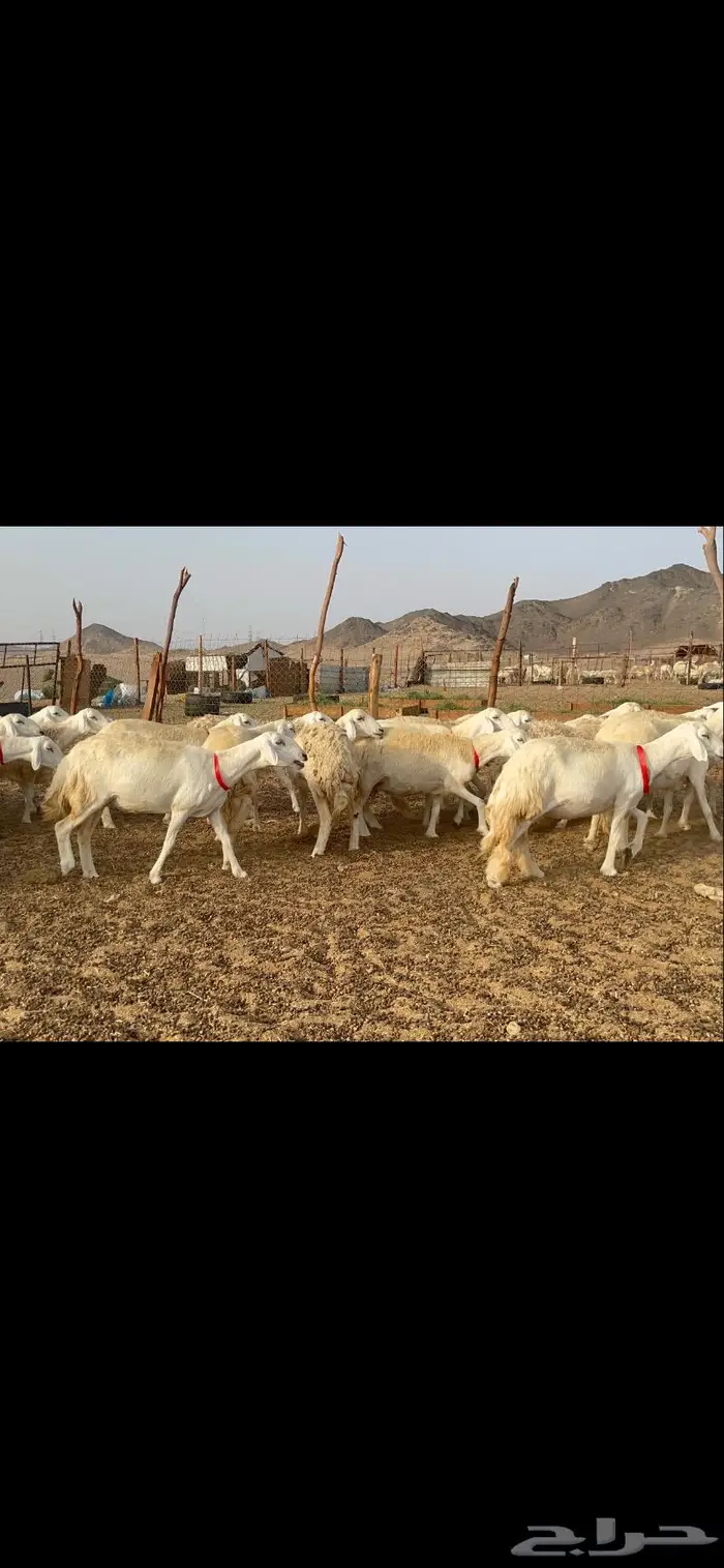 غنم حرية رخال حرش صنف 60 تحتها 1 ماشاءالله 27