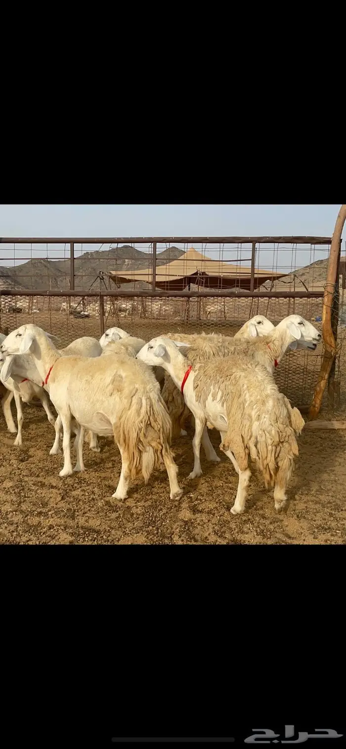غنم حرية رخال حرش صنف 60 تحتها 1 ماشاءالله 12