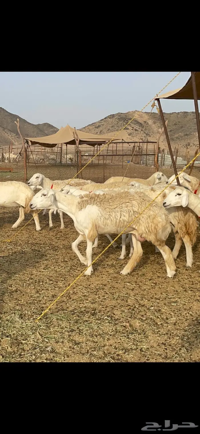 غنم حرية رخال حرش صنف 60 تحتها 1 ماشاءالله 13