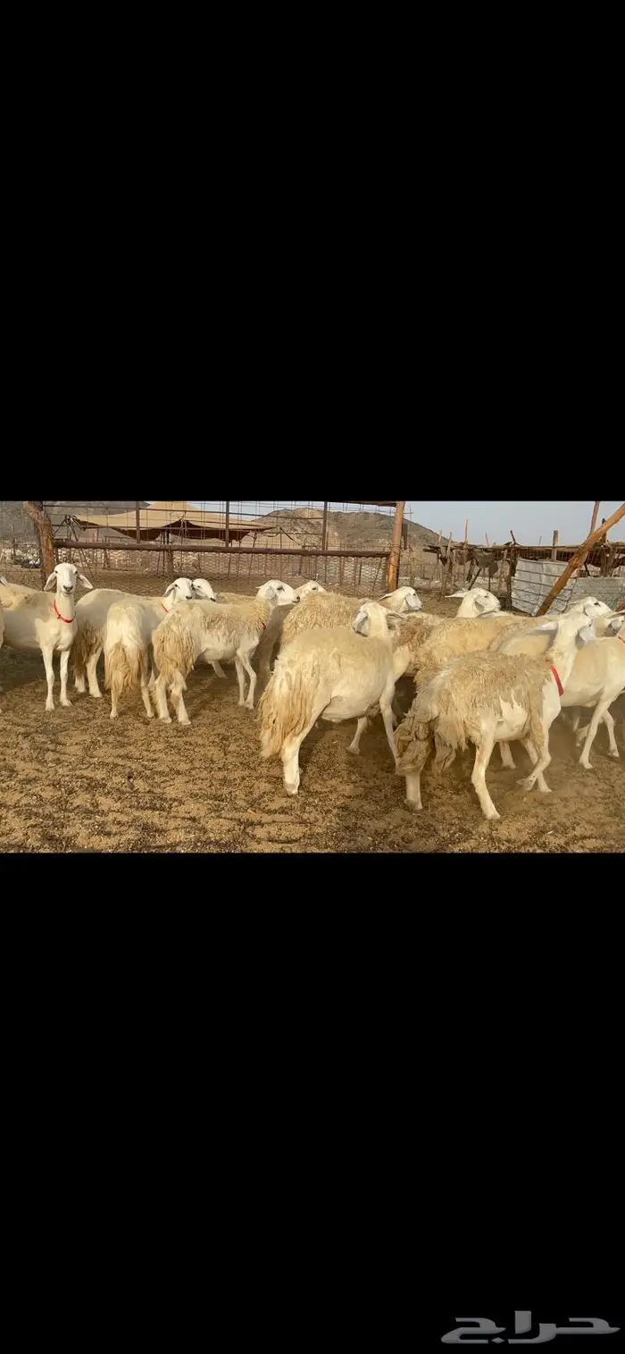 غنم حرية رخال حرش صنف 60 تحتها 1 ماشاءالله 15