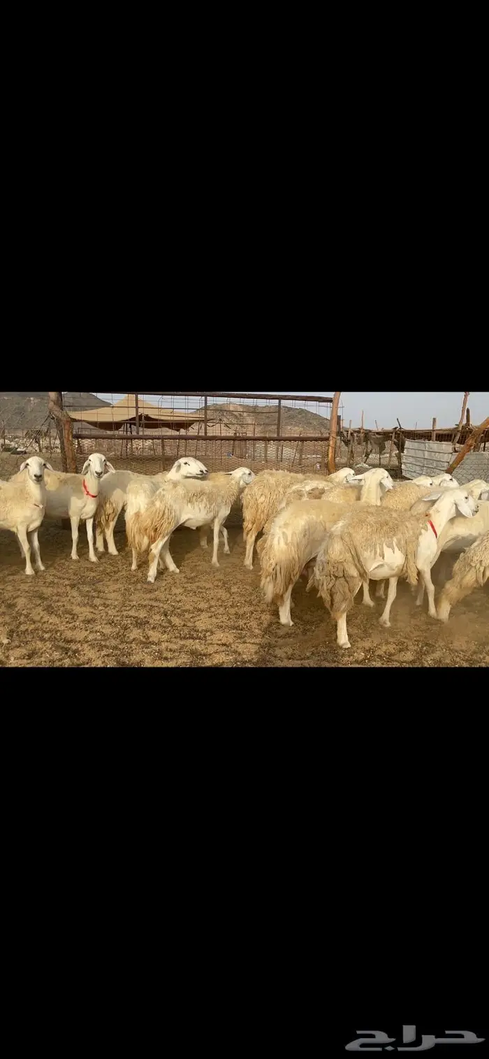 غنم حرية رخال حرش صنف 60 تحتها 1 ماشاءالله 16