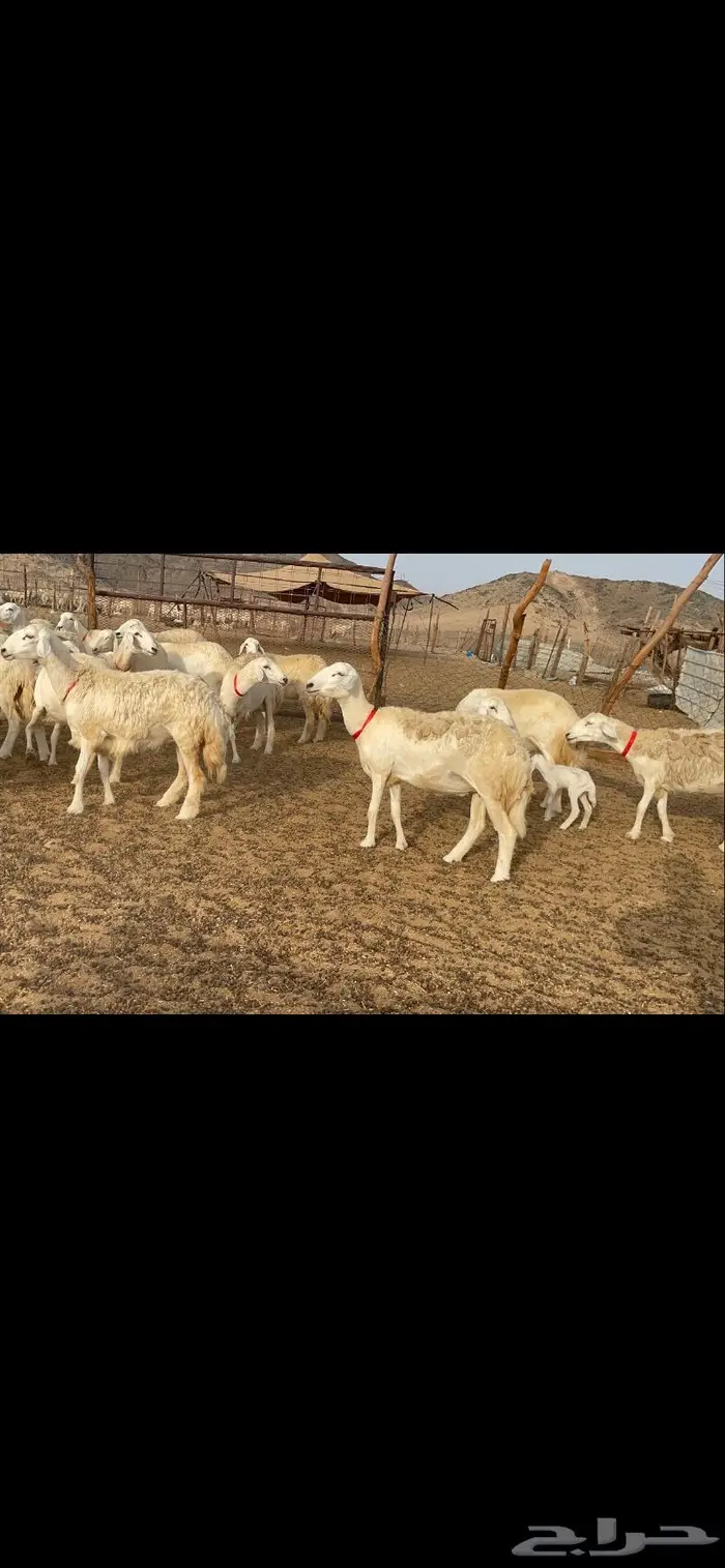 غنم حرية رخال حرش صنف 60 تحتها 1 ماشاءالله 18
