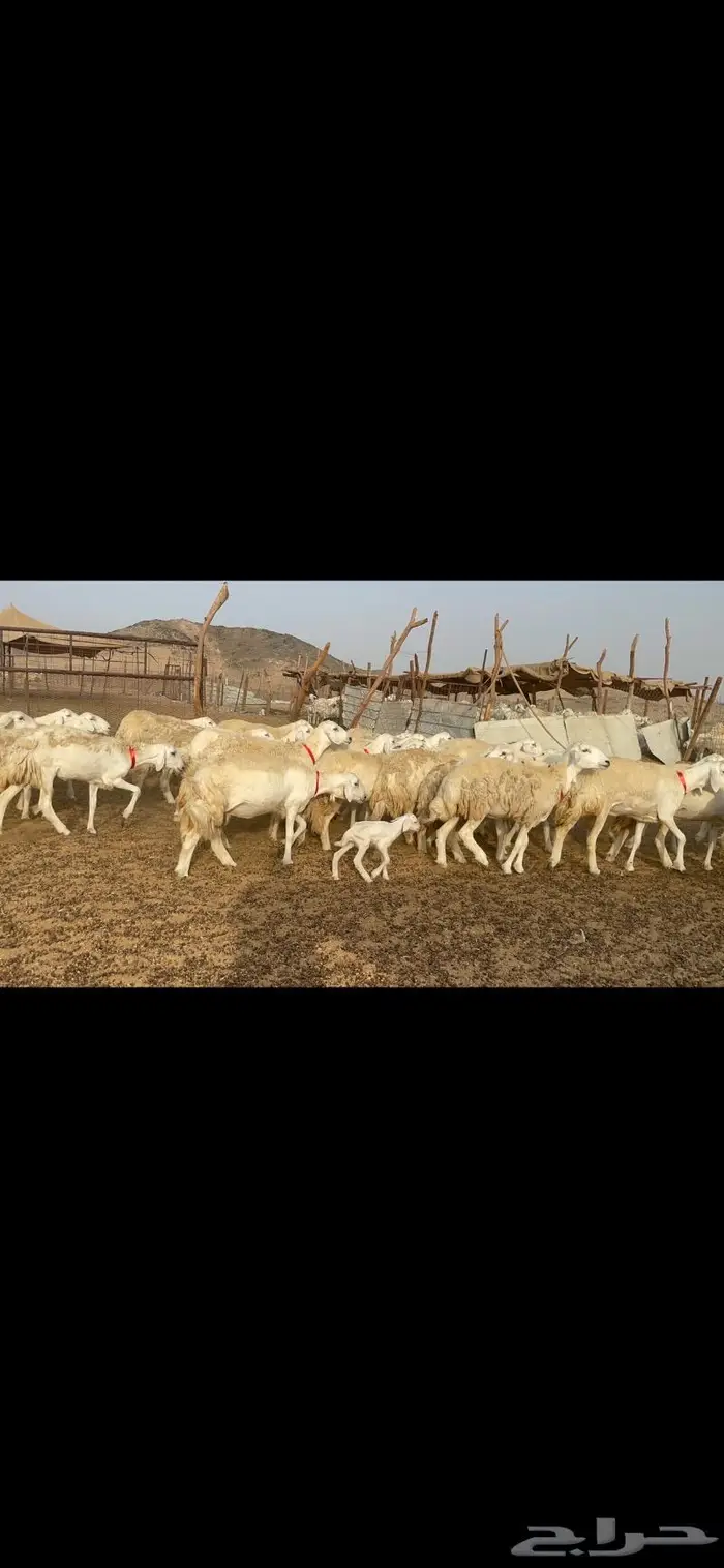 غنم حرية رخال حرش صنف 60 تحتها 1 ماشاءالله 20