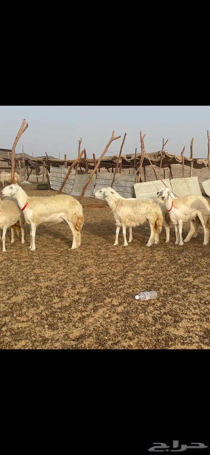 غنم حرية رخال حرش صنف 60 تحتها 1 ماشاءالله 21