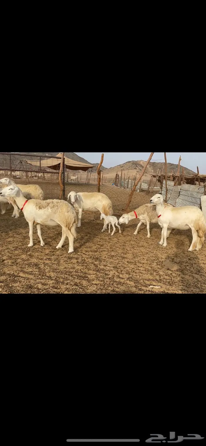 غنم حرية رخال حرش صنف 60 تحتها 1 ماشاءالله 22