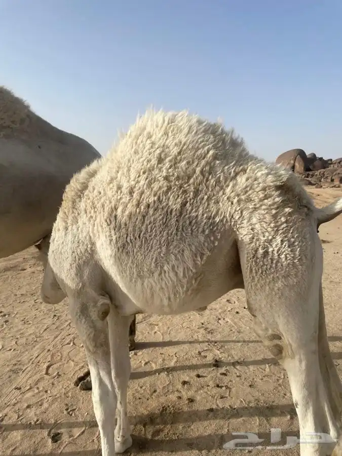 ملحمةحاشي السفرة خميس مشيط 10