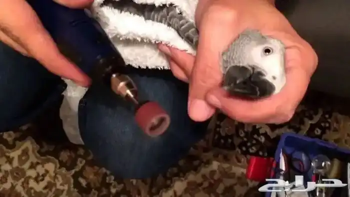 لأول مره زياره منزليه قص وبرد ريش ومنقار الطير -مكه-جده 0