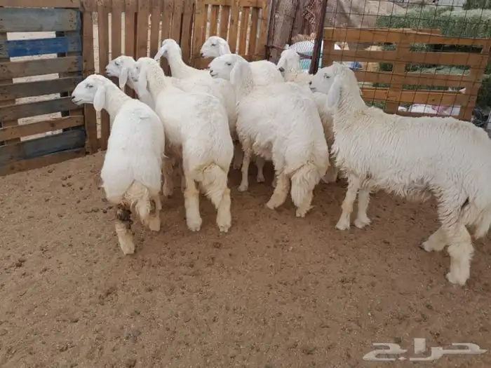 ذبائح بريه واسعار رمزيه 0