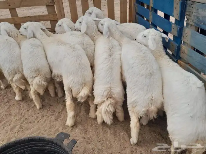ذبائح بريه واسعار رمزيه 1