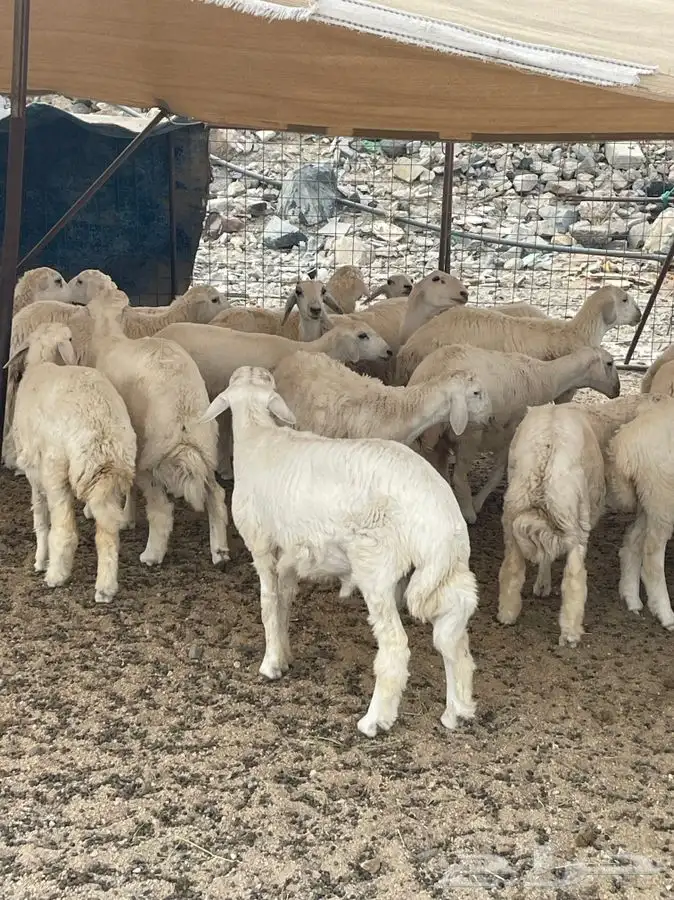 ذبايح رخال وطليان وتيوس نظيفه درجه اولى 0