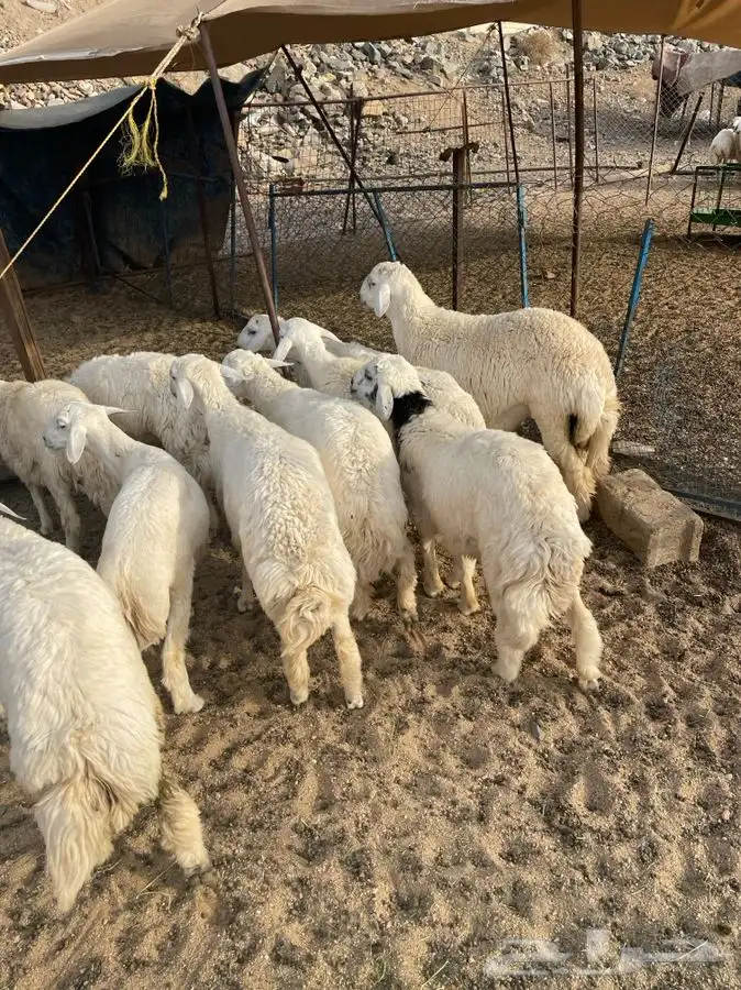 ذبايح رخال وطليان وتيوس نظيفه درجه اولى 3