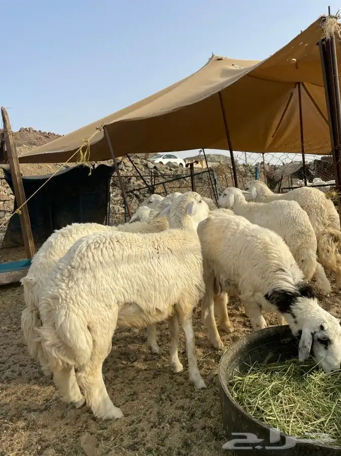 ذبايح رخال وطليان وتيوس نظيفه درجه اولى 2