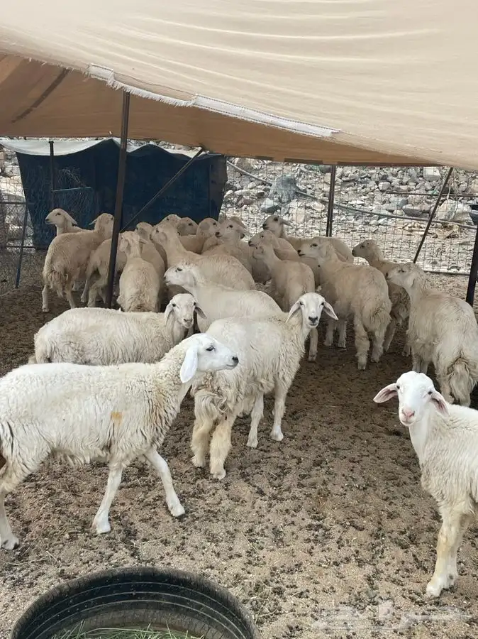 ذبايح رخال وطليان وتيوس نظيفه درجه اولى 1