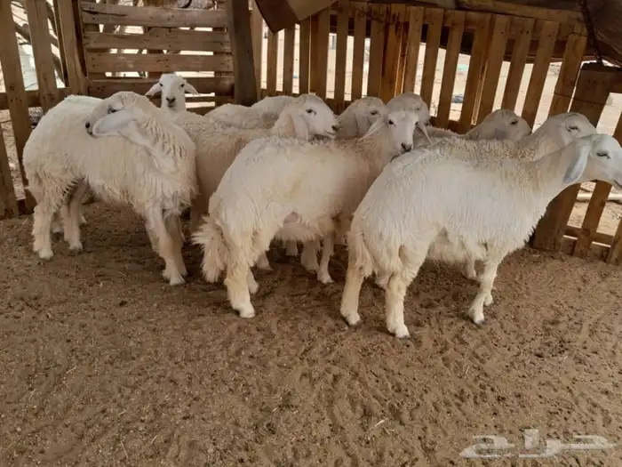 ذبايح بريه نظيفه طليان ورخال طلي ضيف ناهي وثلاجه اضحية 0