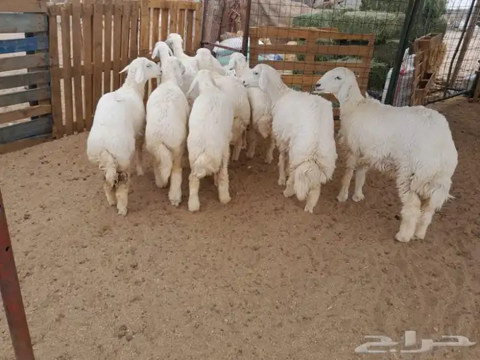 ذبائح بريه خدمه السلخ والتوصيل فيها اي عيب لاتحاسب 1