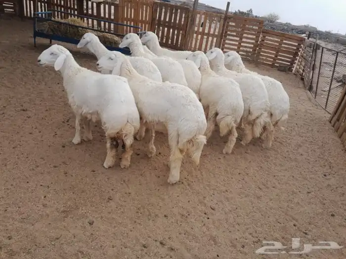 ذبايح بريه نظيفه طليان ورخال طلي ضيف ناهي وثلاجه اضحية 1