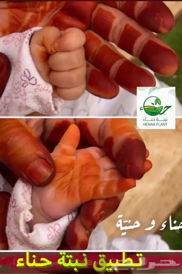 حناء وسدر المدينه . من تطبيق نبتة حناء 1