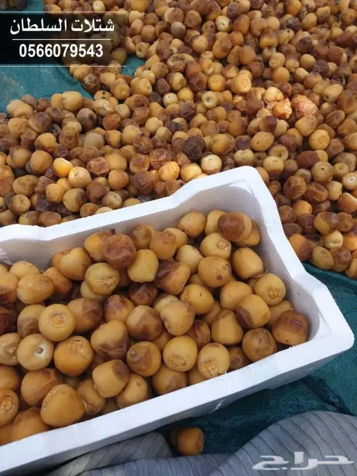 شتلات السلطان _0566079543 25