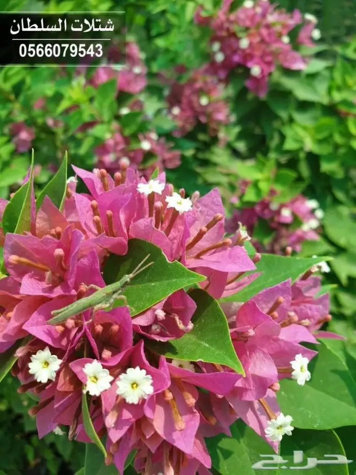 شتلات السلطان _0566079543 27