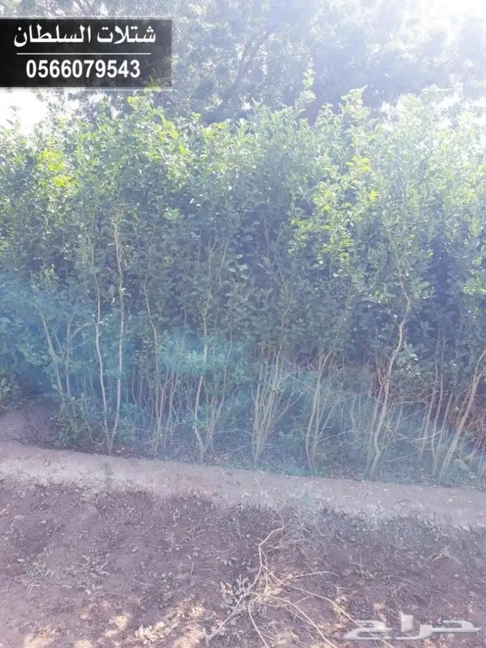 شتلات السلطان _0566079543 34