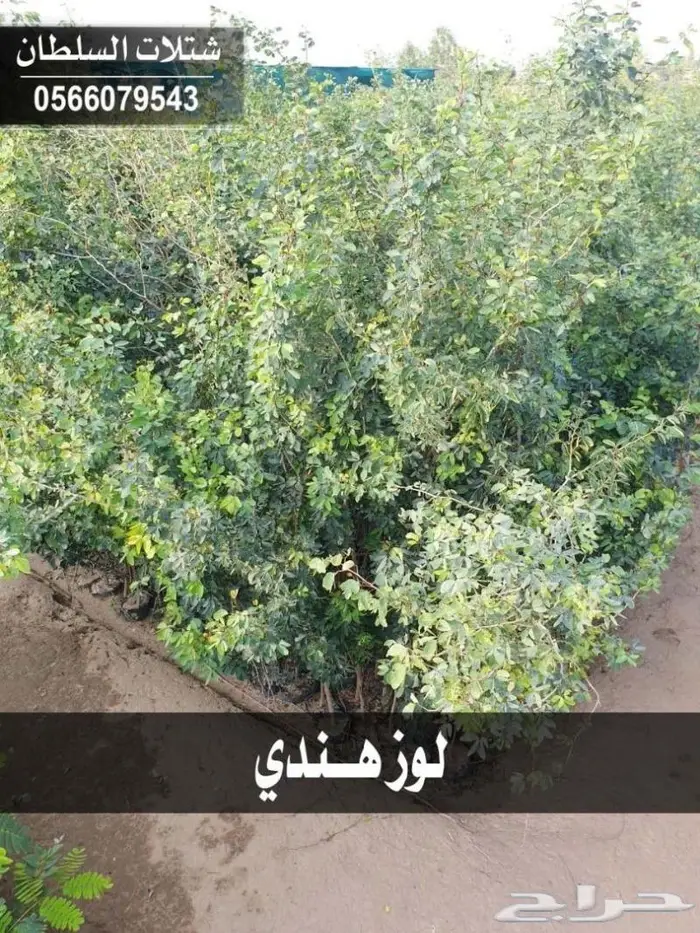 شتلات السلطان _0566079543 21