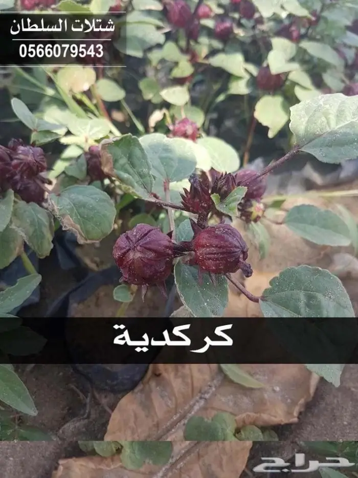 شتلات السلطان _0566079543 57