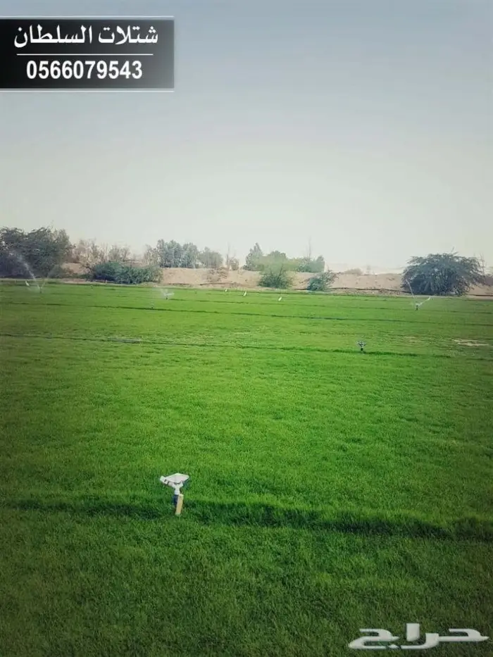 شتلات السلطان _0566079543 83