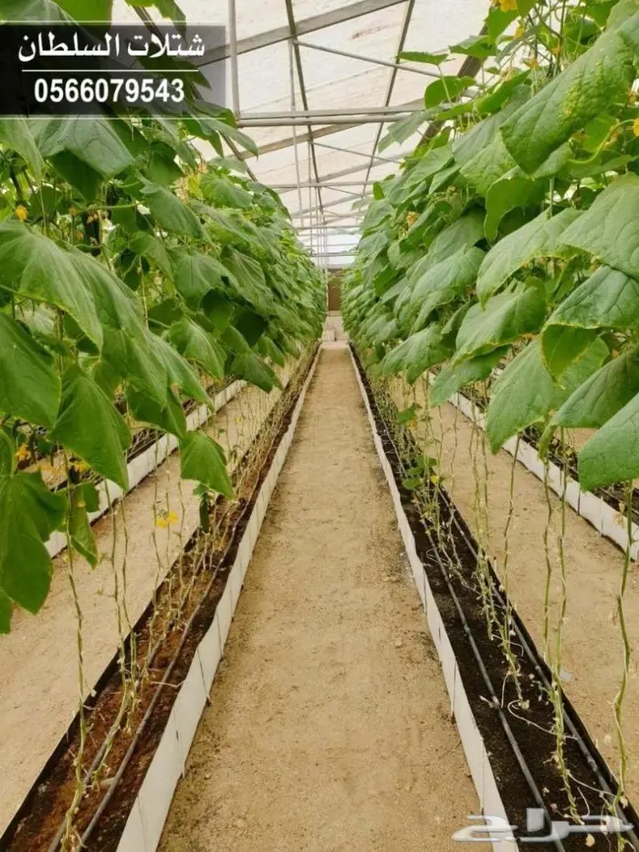 شتلات السلطان _0566079543 68