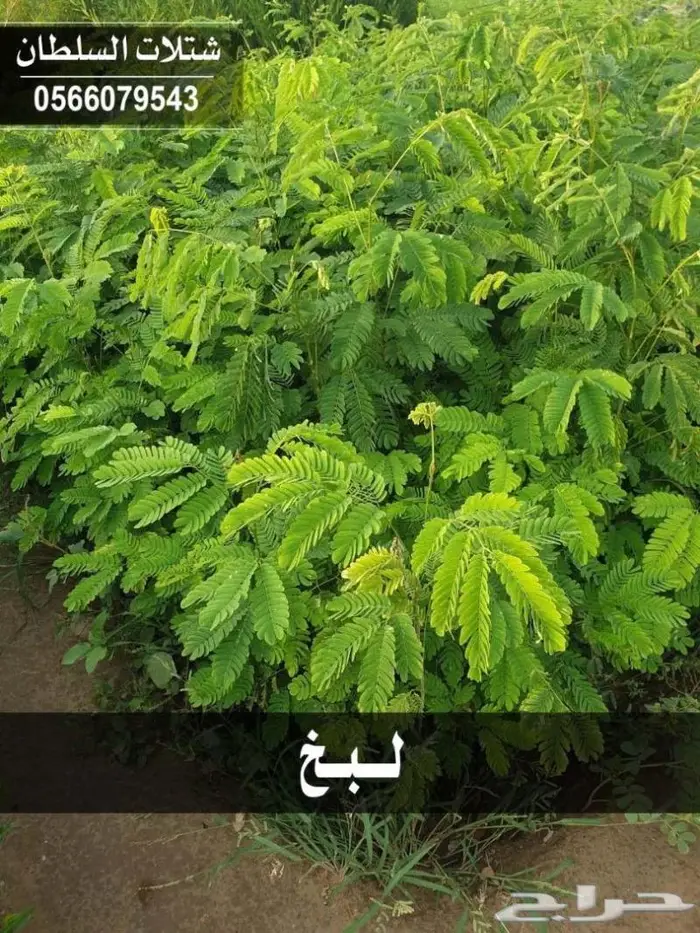 شتلات السلطان _0566079543 87