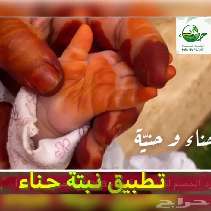 حناء وسدر المدينه . من تطبيق نبتة حناء 0