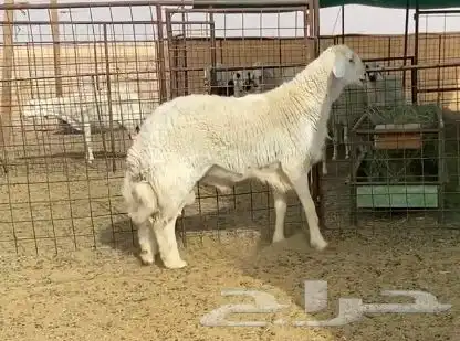 فحل حري صنف ( مشروط ) - تم البيع 1