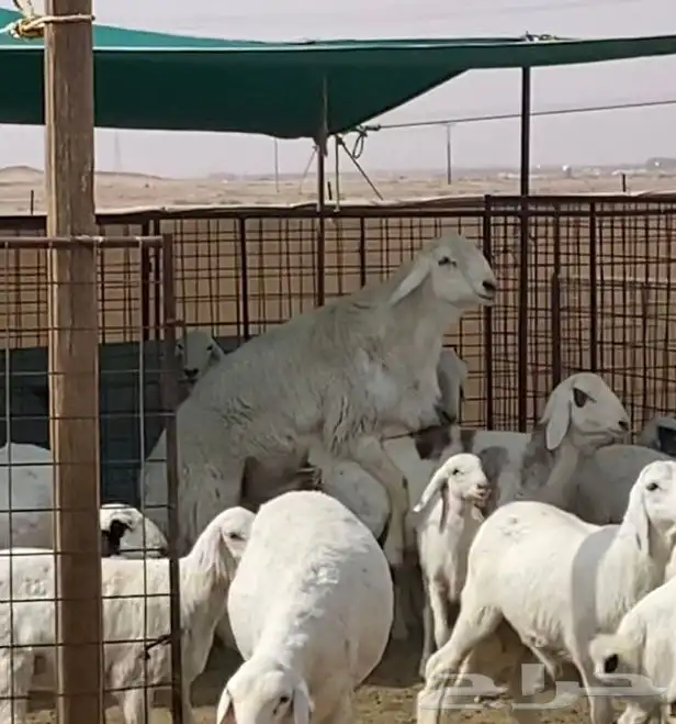 فحل حري صنف ( مشروط ) - تم البيع 3