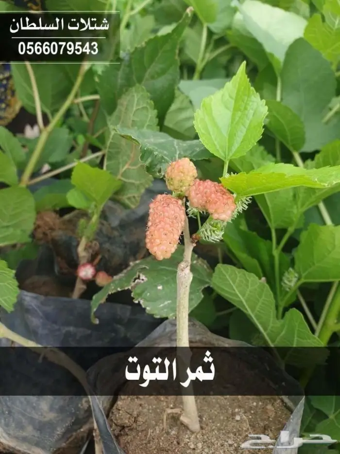 شتلات السلطان .. بأسعار خاصه للمزارع والمشاتل 1