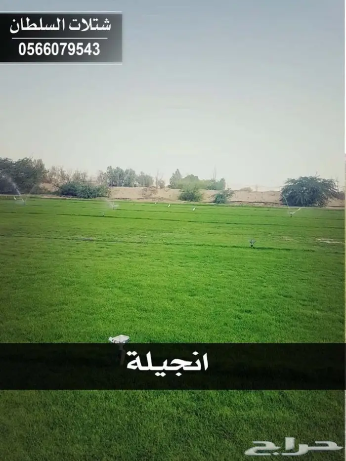 شتلات السلطان .. بأسعار خاصه للمزارع والمشاتل 35