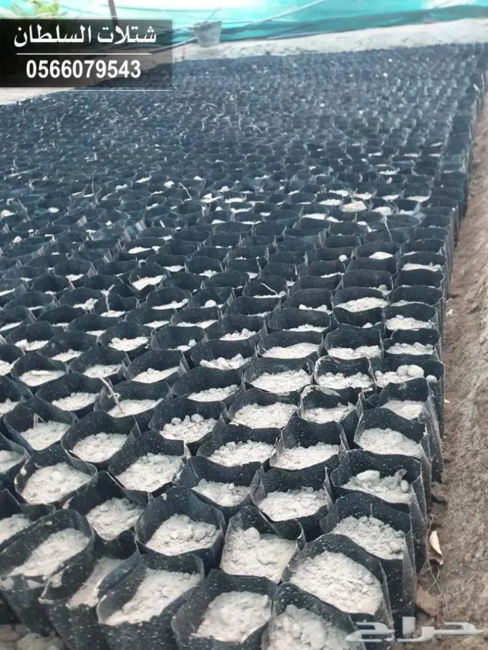 شتلات السلطان .. بأسعار خاصه للمزارع والمشاتل 58
