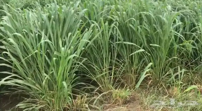 شتلات بونيكام اسباني F1 كبير الشحن مجانا لجميع المدن 0