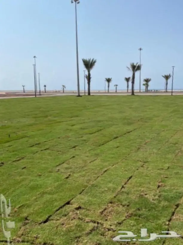 نجيلة طبيعية جميع الأنواع -ثيل طبيعي-افضل سعر 2