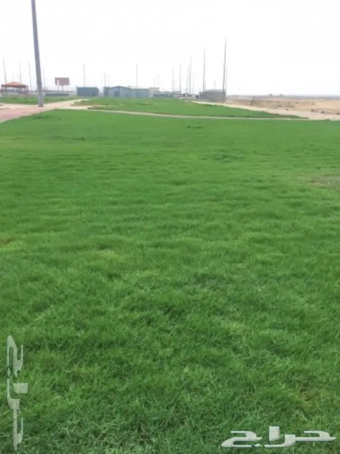 نجيلة طبيعية جميع الأنواع -ثيل طبيعي-افضل سعر 4