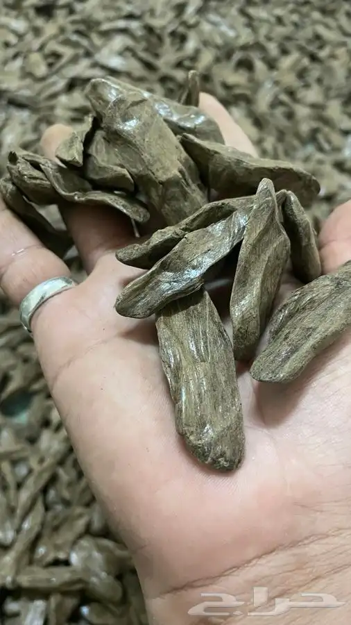 عود موروكي فاخر ملكي 4