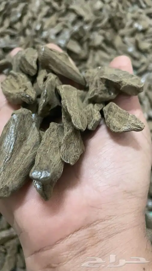 عود موروكي فاخر ملكي 1