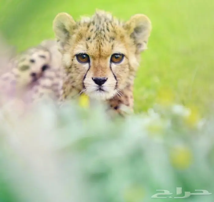 كاميرا Nikon D7000 للاحتراف 4