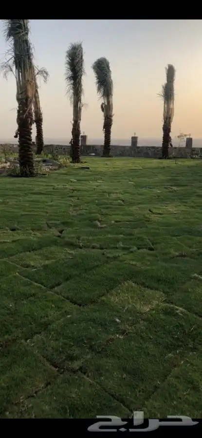ثيل نجيله عشب طبيعي 13