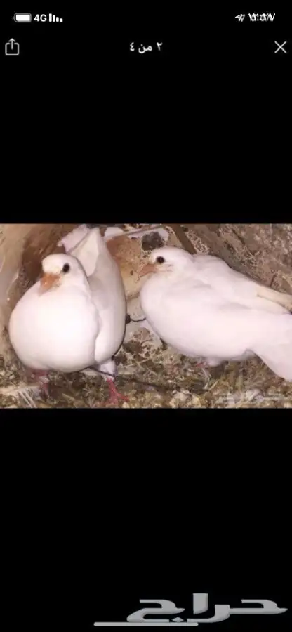 زغاليل زاجل وفرنسي لاحم 3