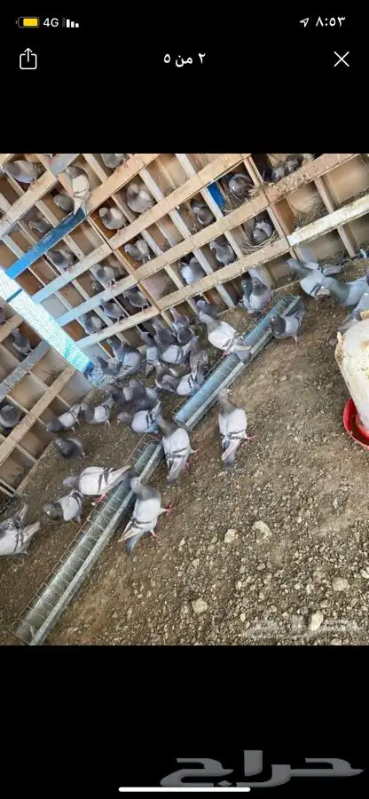 زغاليل زاجل وفرنسي لاحم 0