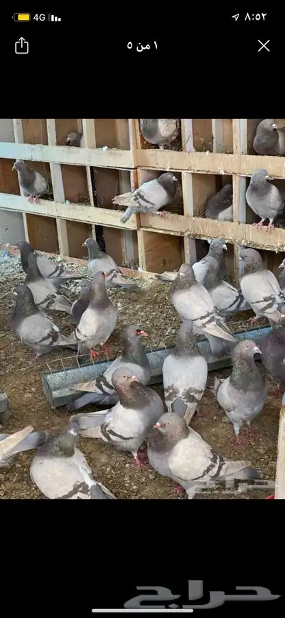 زغاليل زاجل وفرنسي لاحم 1