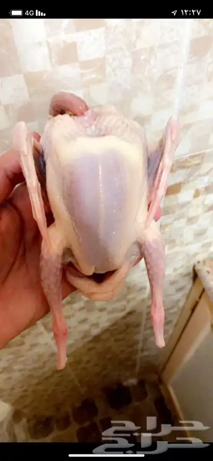 زغاليل زاجل وفرنسي لاحم 2