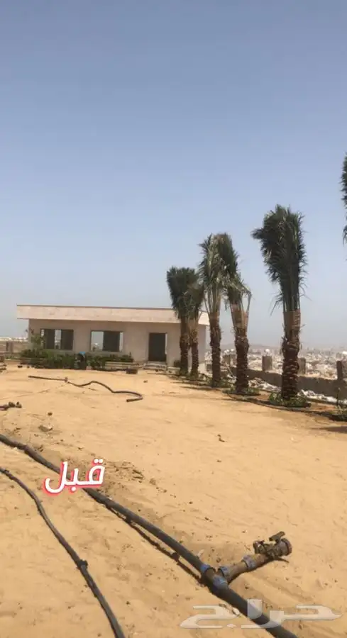 ثيل نجيله عشب طبيعي 2