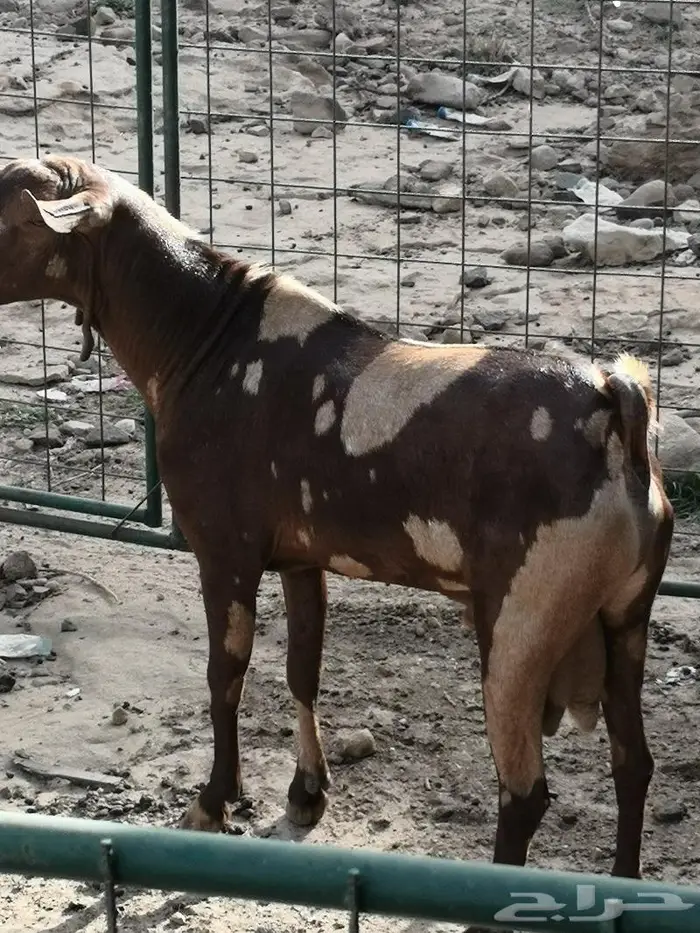 تيس فحل اجم فاخر(تم البيع الله يبارك للشاري) 2