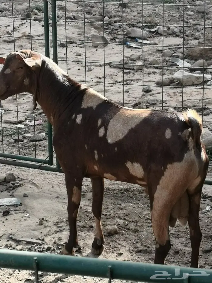 تيس فحل اجم فاخر(تم البيع الله يبارك للشاري) 1