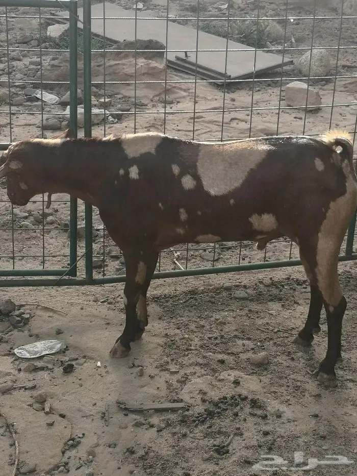 تيس فحل اجم فاخر(تم البيع الله يبارك للشاري) 4